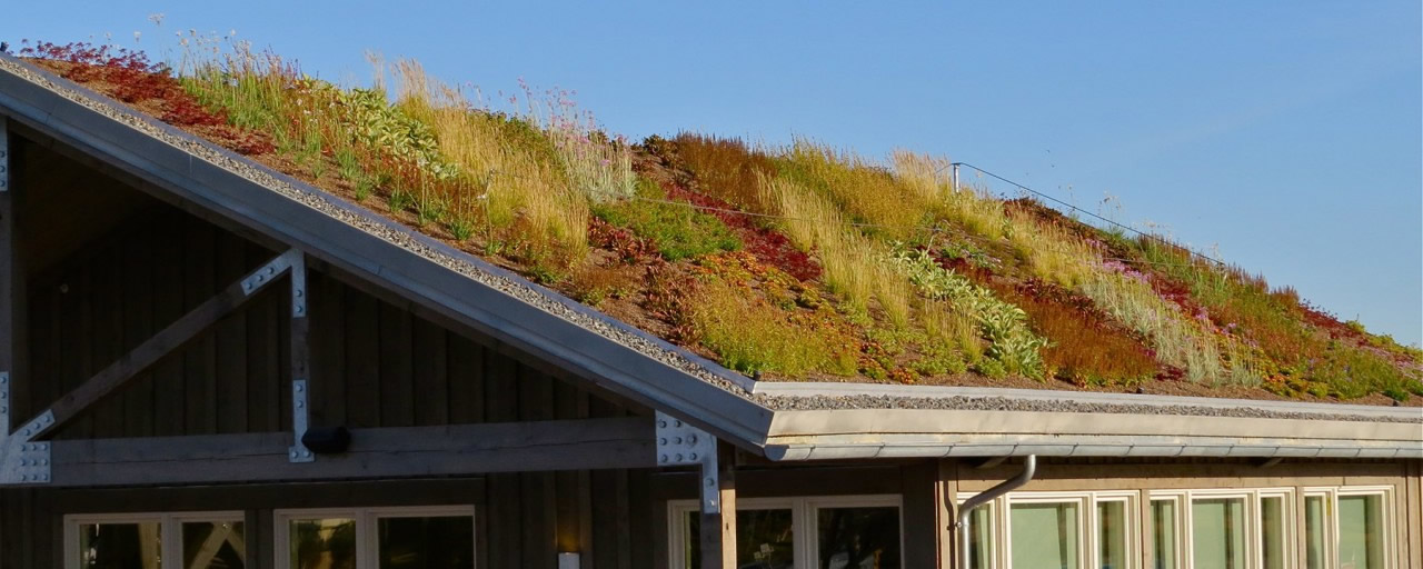 Green Roofs: Everything You Need to Know So They Won’t Go Over Your Head