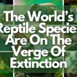 The World’s Reptile Species Are On The Verge Of Extinction